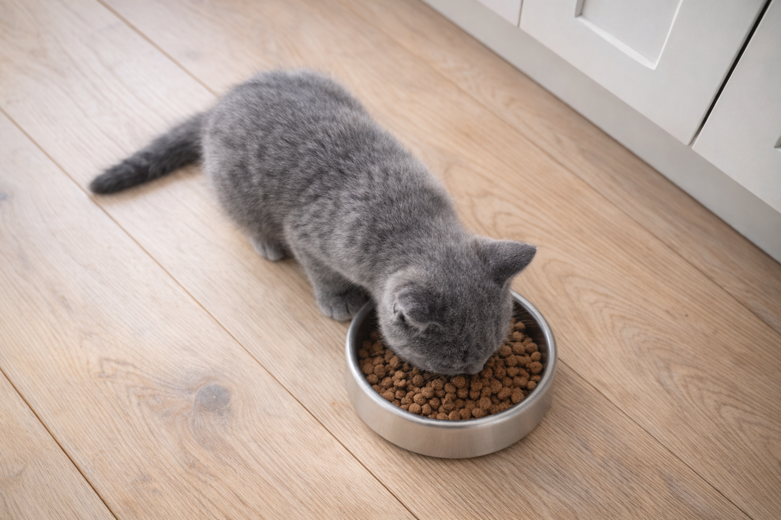 Kitten food category image