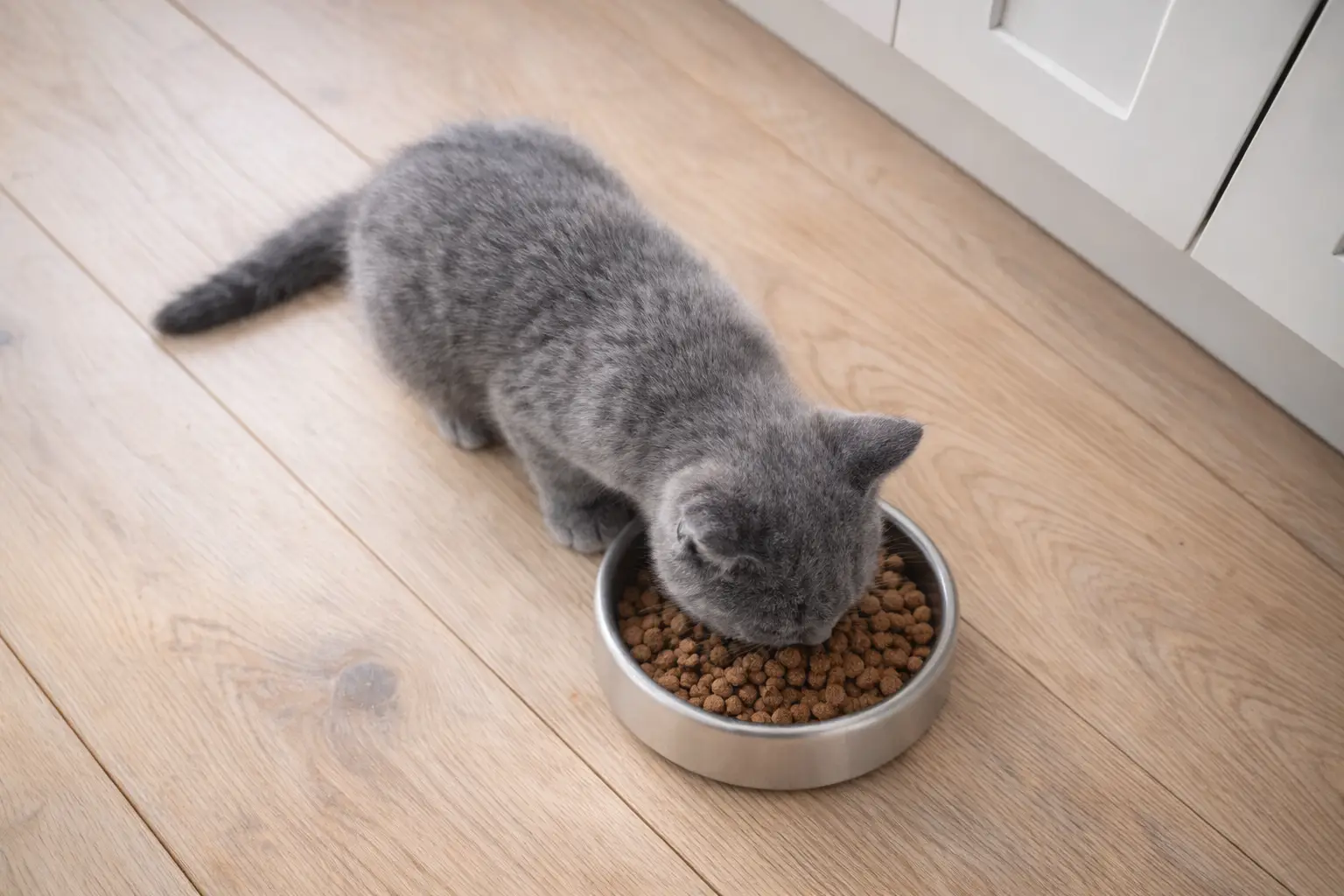Bowl of kitten food for comparing growth-stage cat food options