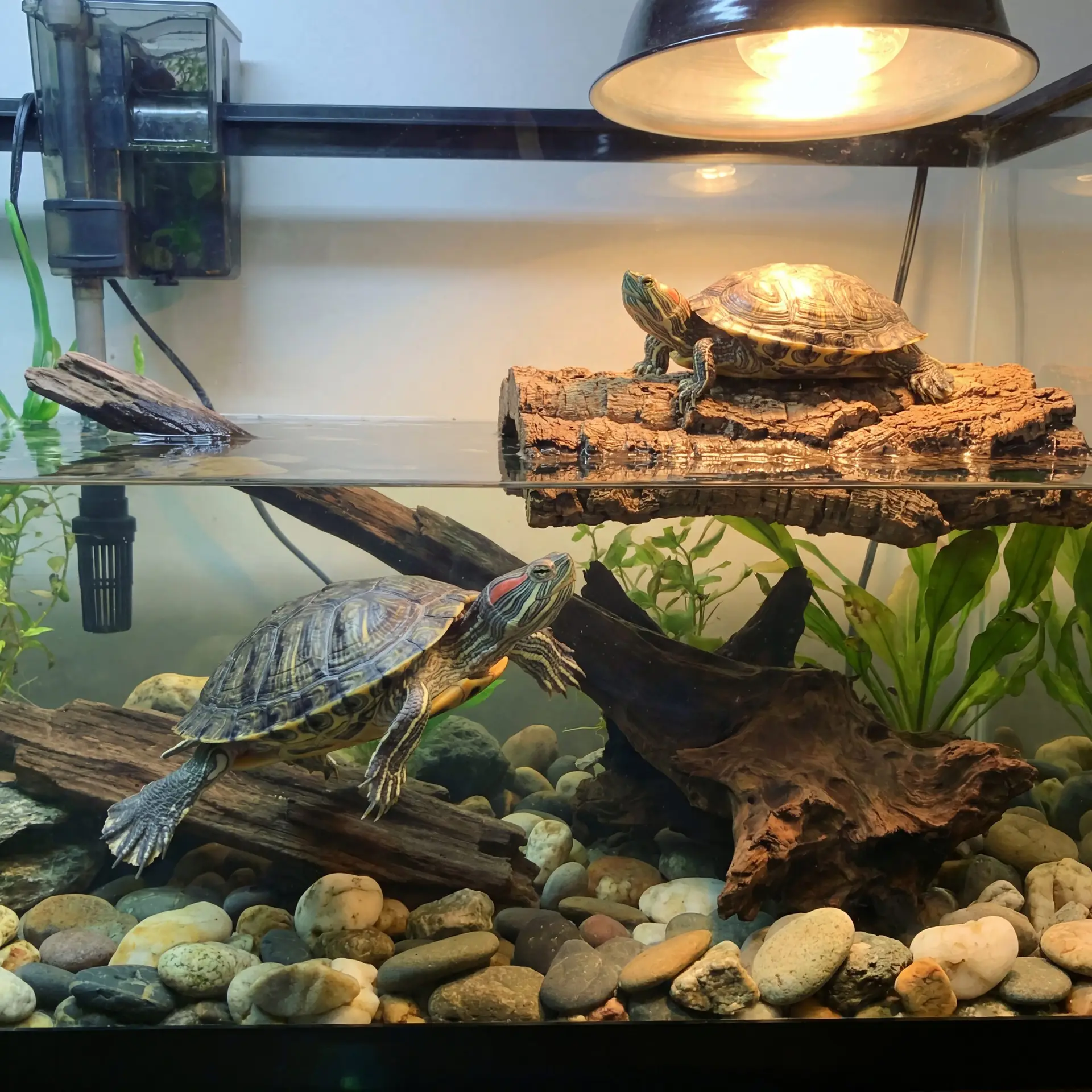 Aquatic turtle habitat for turtle product guides