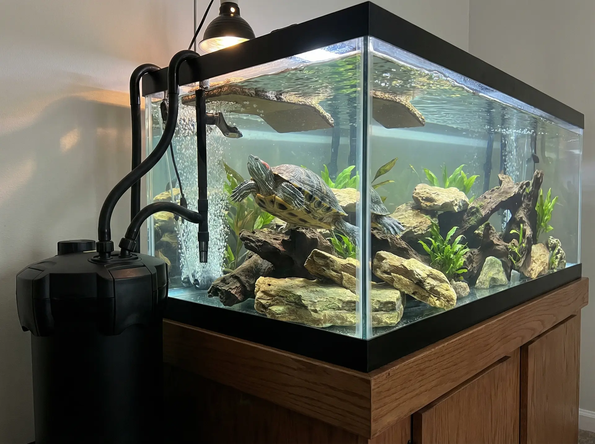Aquatic turtle tank with filtration setup