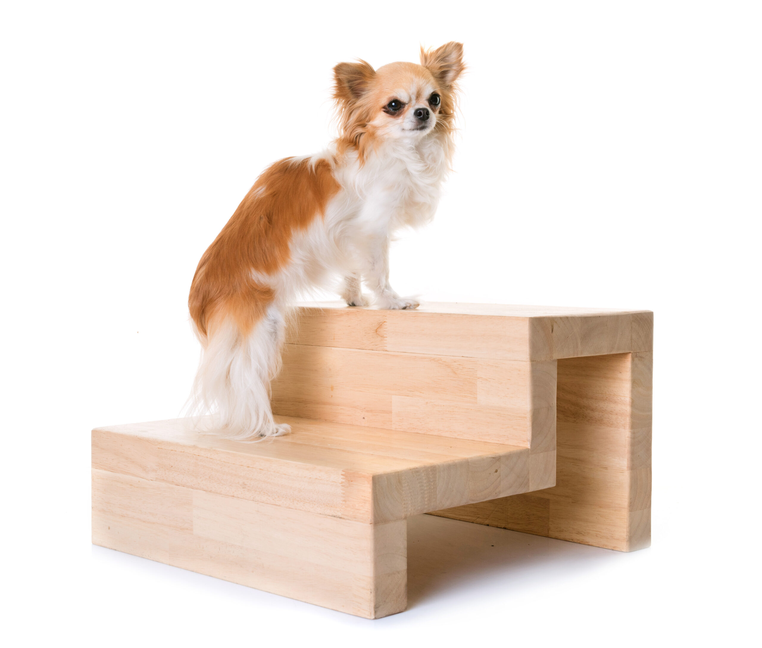 Dog using a car ramp