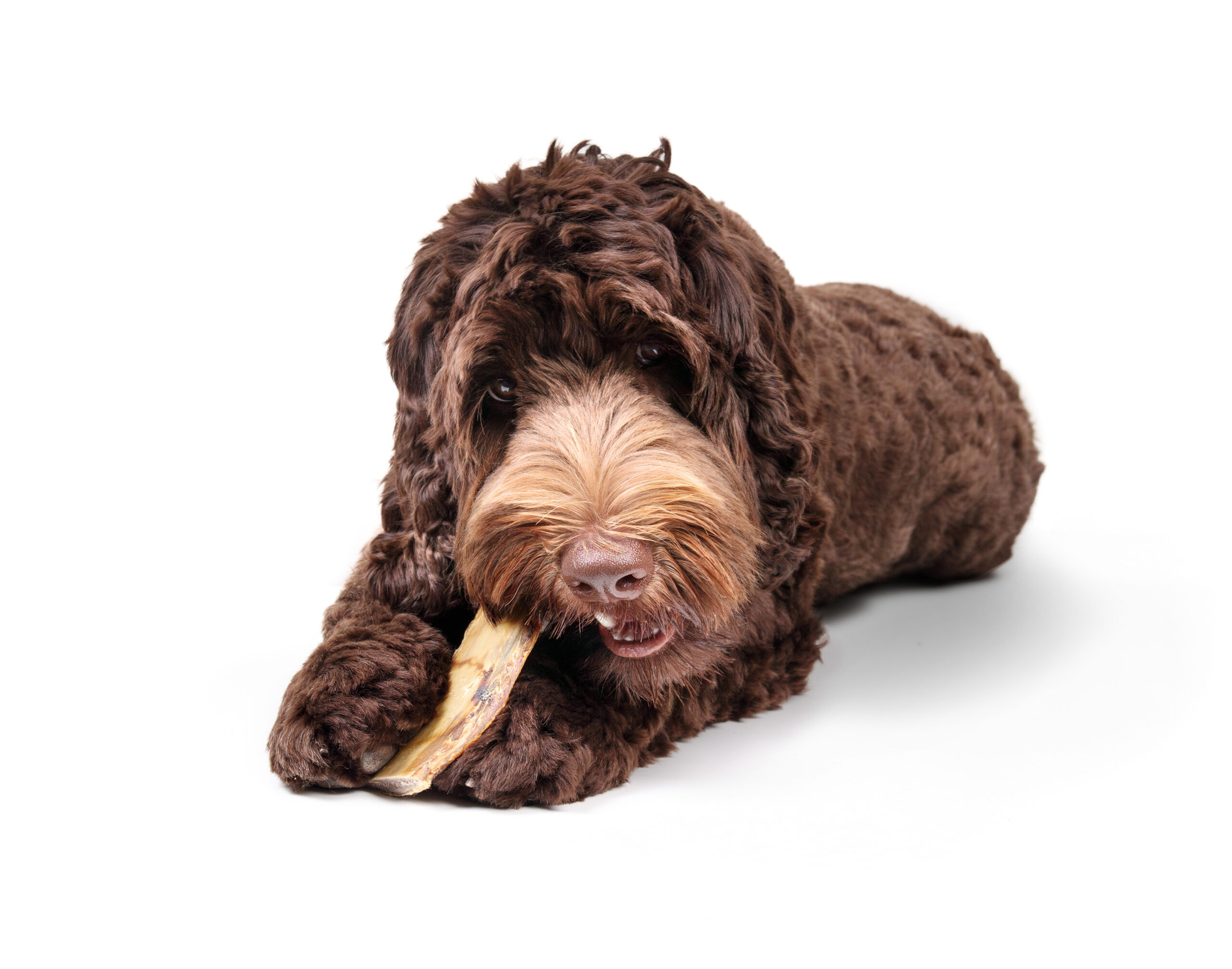 Dog chewing a dental treat