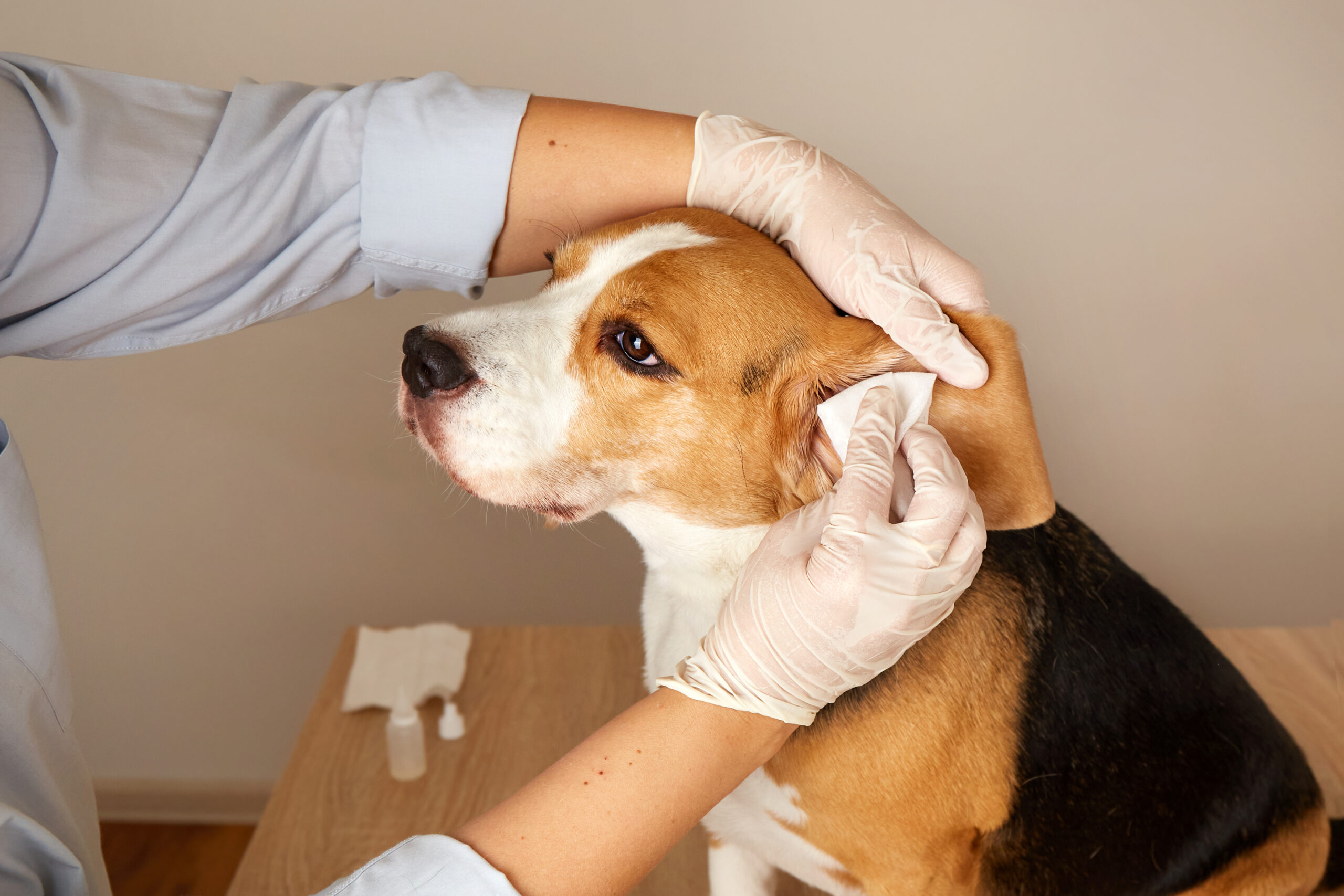 Cleaning a dog's ears