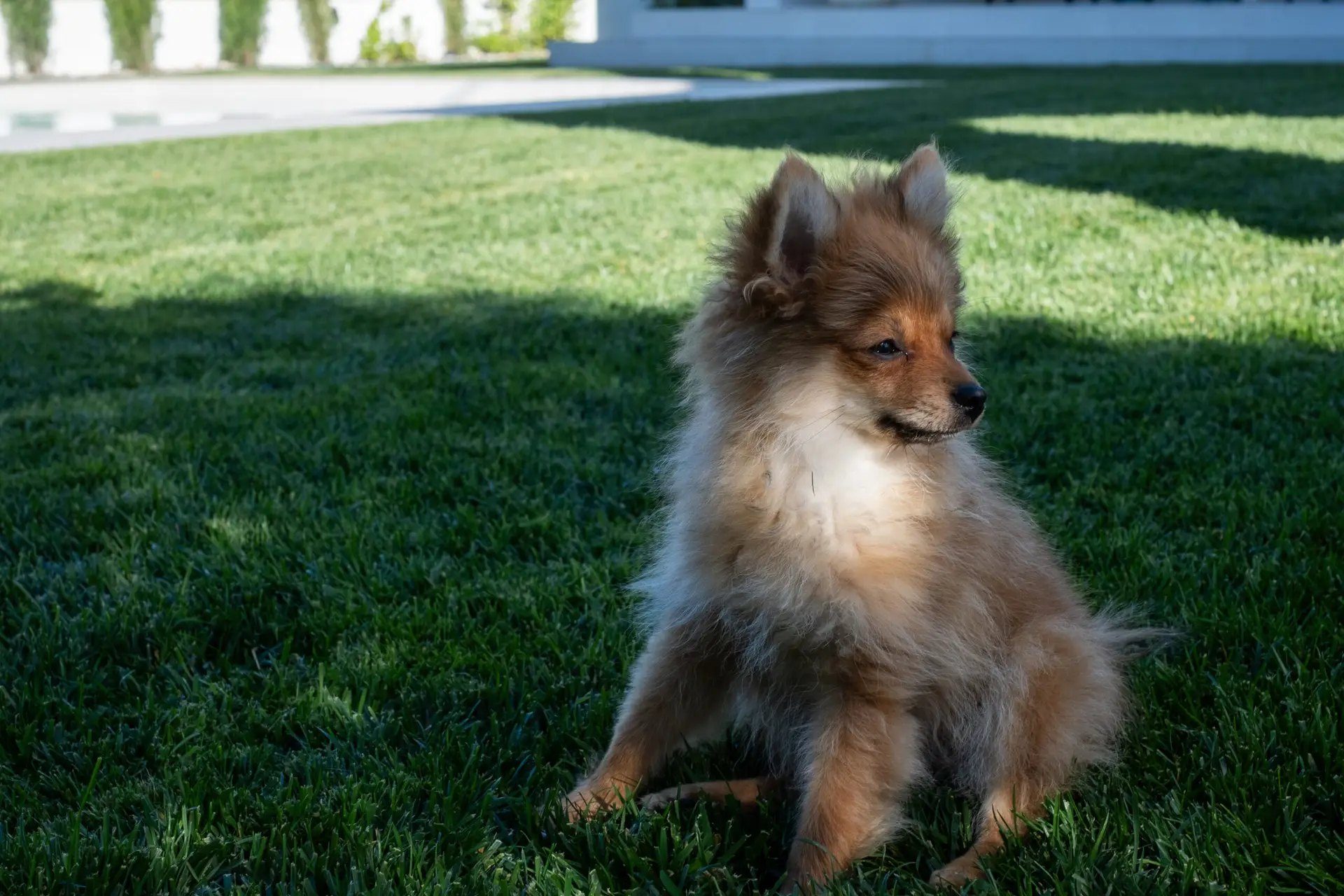 Dog eating grass in the yard