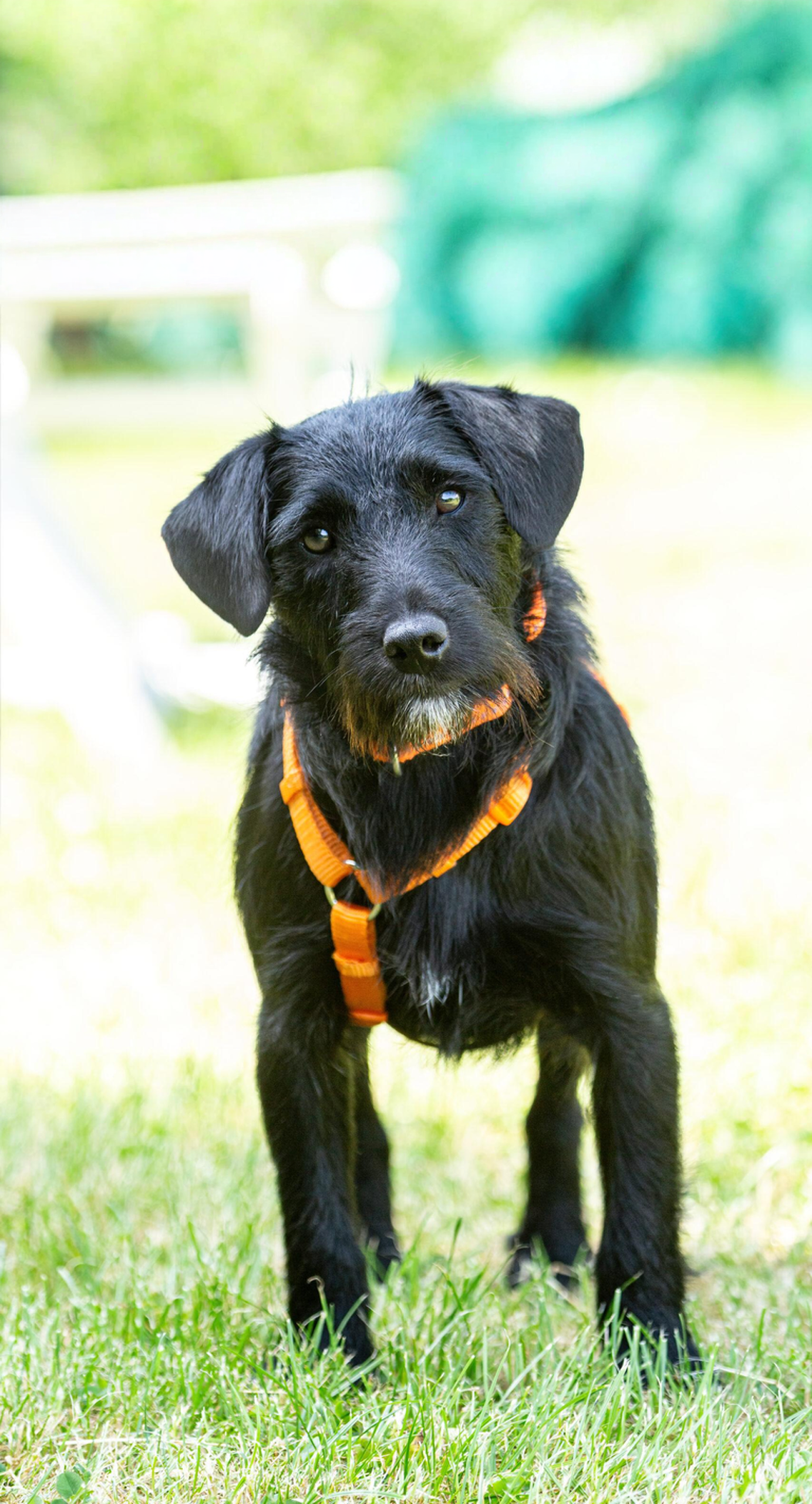 No-pull harness for reactive or anxious dogs on leash