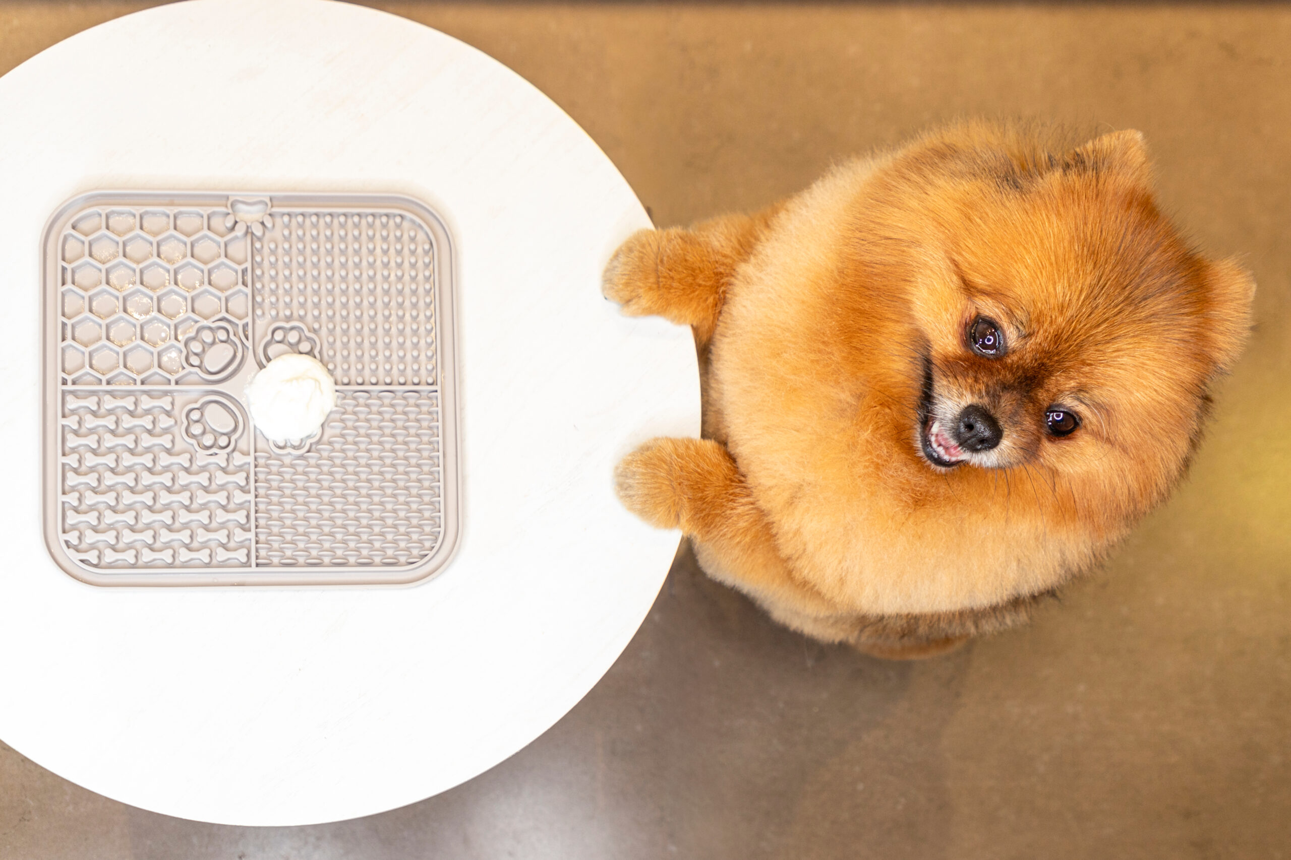 Dog using a lick mat