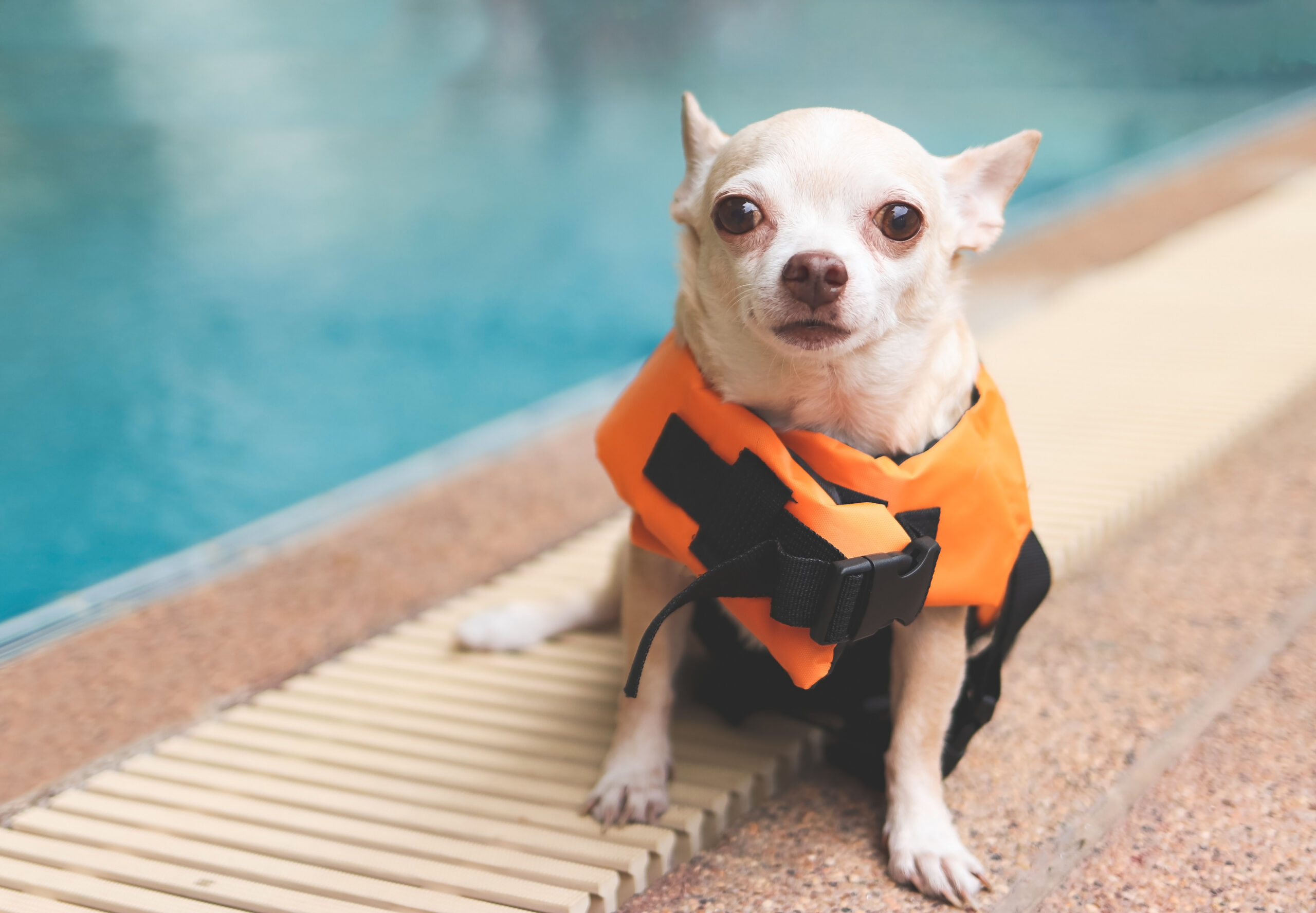 Dog wearing a life jacket in water