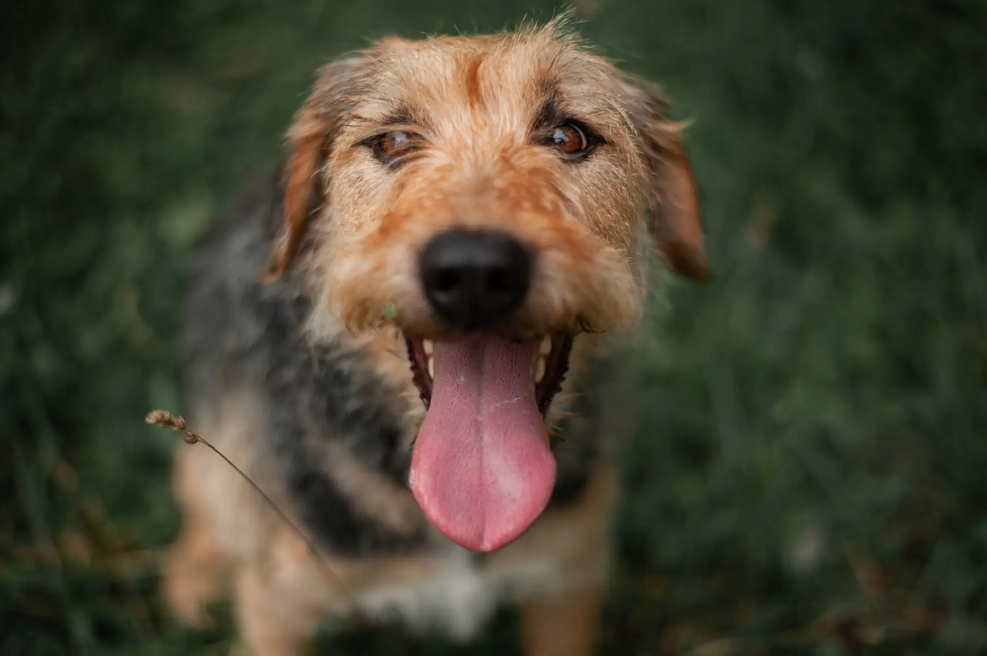 Dog panting at night