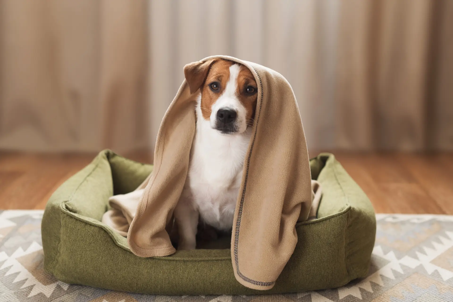 Dog shaking wrapped in a blanket