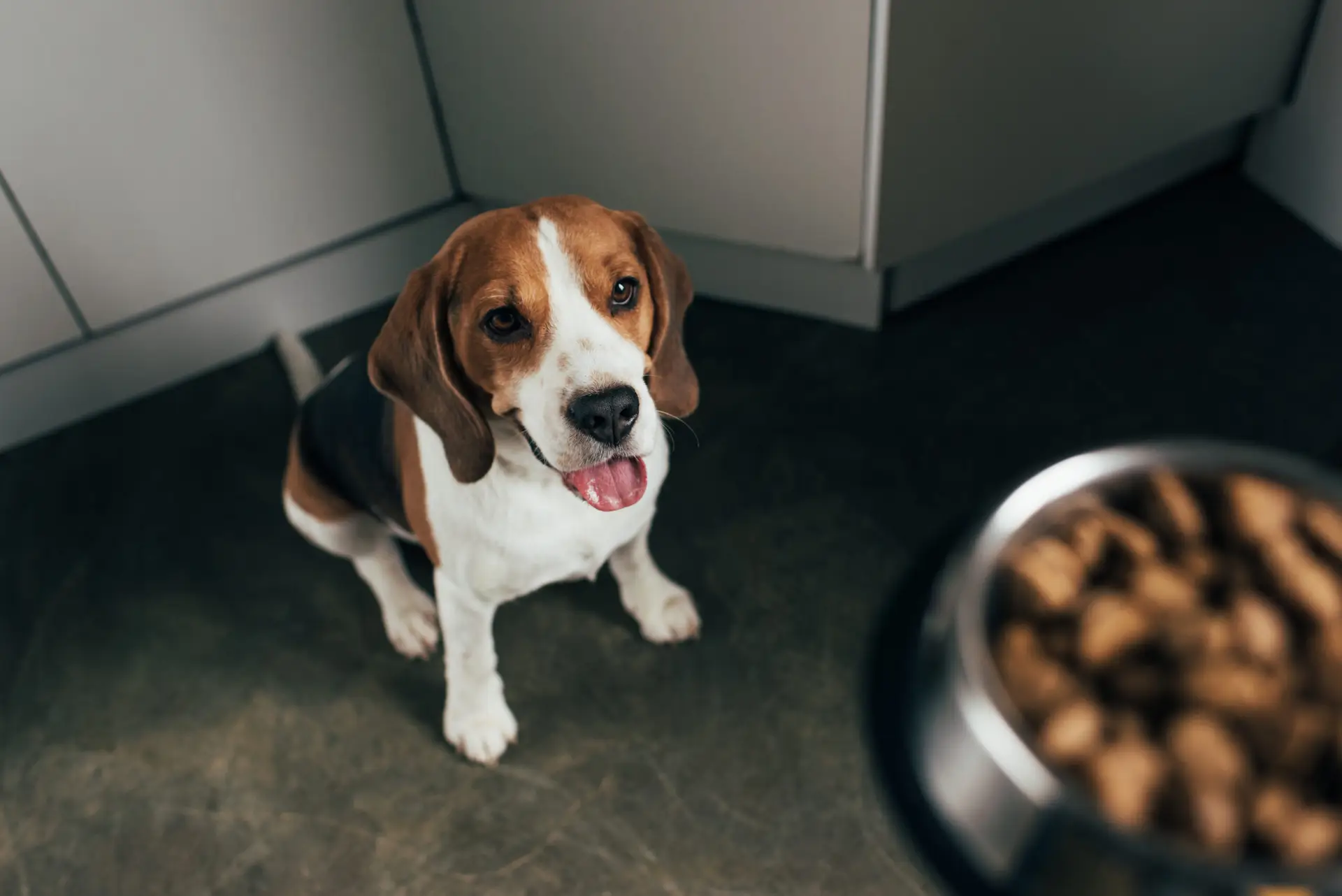Dog refusing to eat food