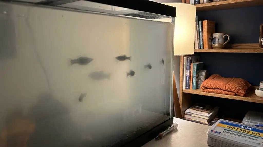 Aquarium with milky cloudy water and soft fish silhouettes