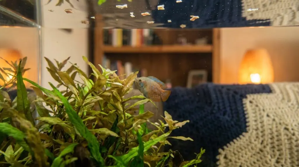 New fish hiding in plants while untouched flakes float at the surface