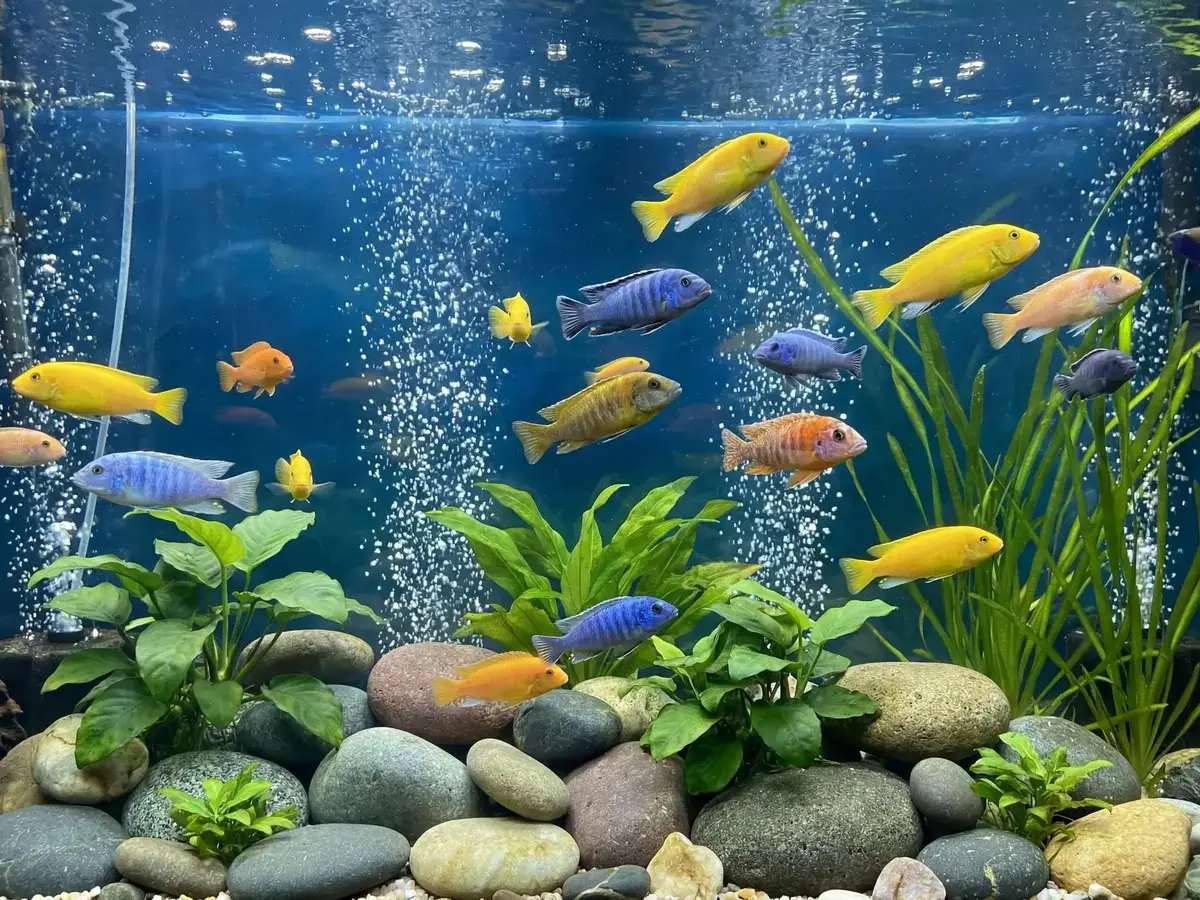 Colorful freshwater fish swimming over smooth stones and plants